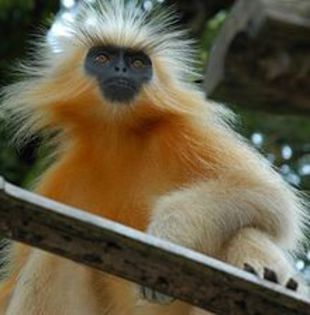 220px-Trachypithecus-geei-cropped