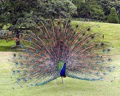 300px-Peacock.displaying.better.800pix - Flora si Fauna Indiei