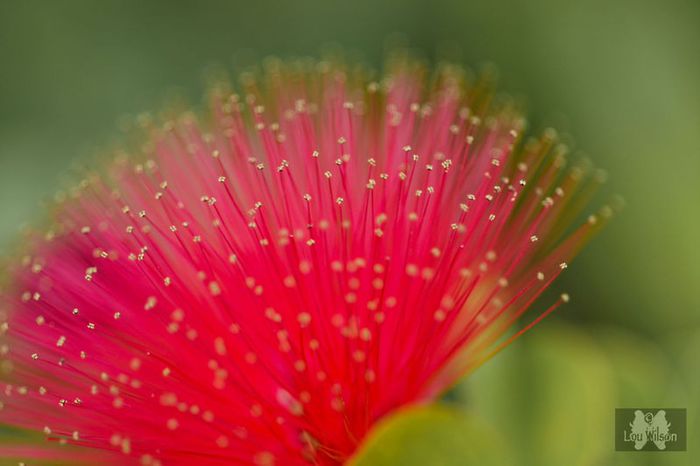 sunderbans-flora