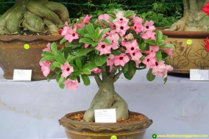 1289741996_137884828_1-Pictures-of--Wholesale-Bonsai-Plants-Bonsai-jaipur-1289741996