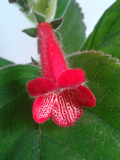 2013-08-25 15.34.07 - Kohleria