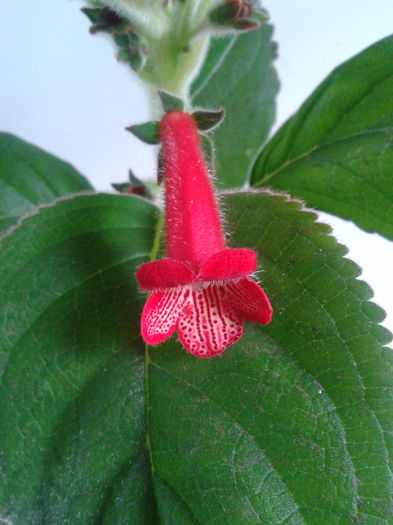 2013-08-25 15.34.37 - Kohleria