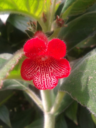 2013-08-25 13.37.06 - Kohleria