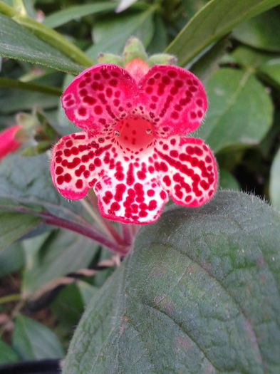 2013-08-13 07.42.55 - Kohleria