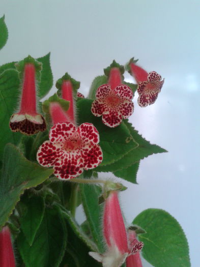 2013-08-21 10.56.06 - Kohleria