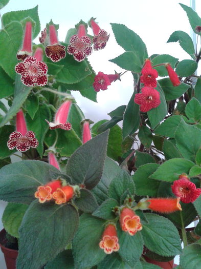 2013-08-21 11.01.41 - Kohleria