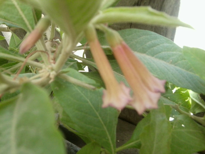 Fotografie6252 - flori de gradina 2013-2