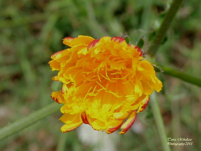RSCN5883