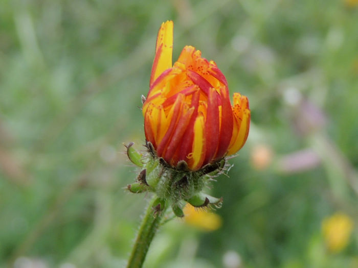 RSCN5862