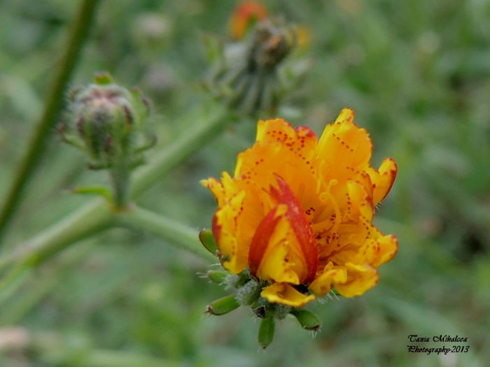 RSCN5866