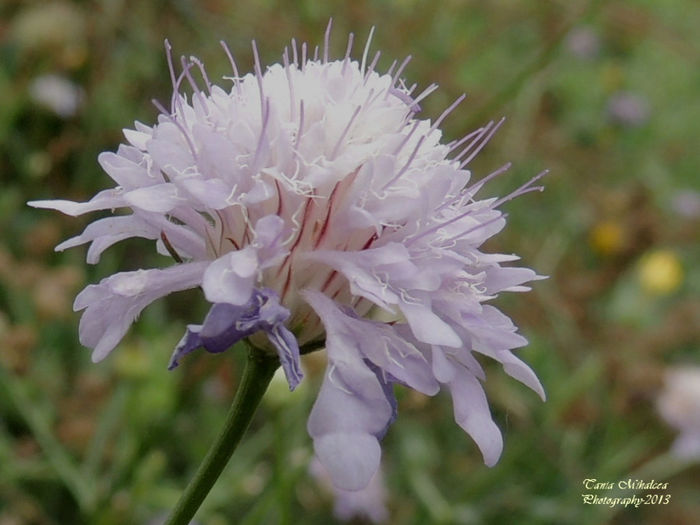 RSCN5870