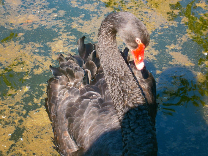 tatal - Lebede negre-swans-Nu le mai am