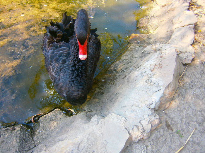 suparat - Lebede negre-swans-Nu le mai am