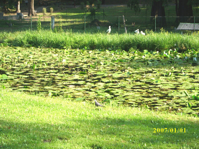 Porumbel salbatic - Parcul ROMANESCU-1 aug 2010