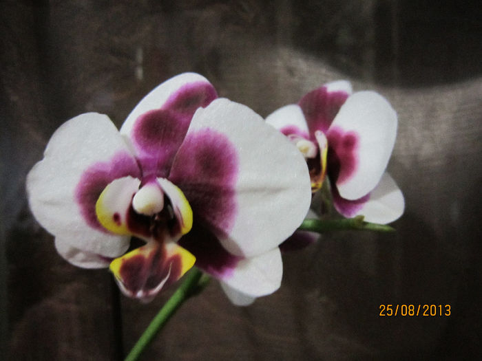 IMG_1753 - flori