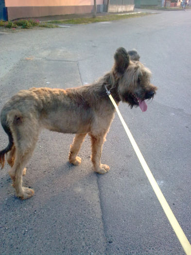 Briard Ciobanesc de Brie; BRAVA
