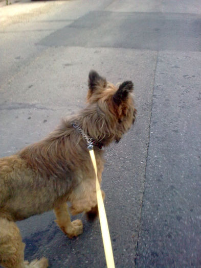 Briard Ciobanesc de Brie - BRIARD Ciobanesc de BRIE