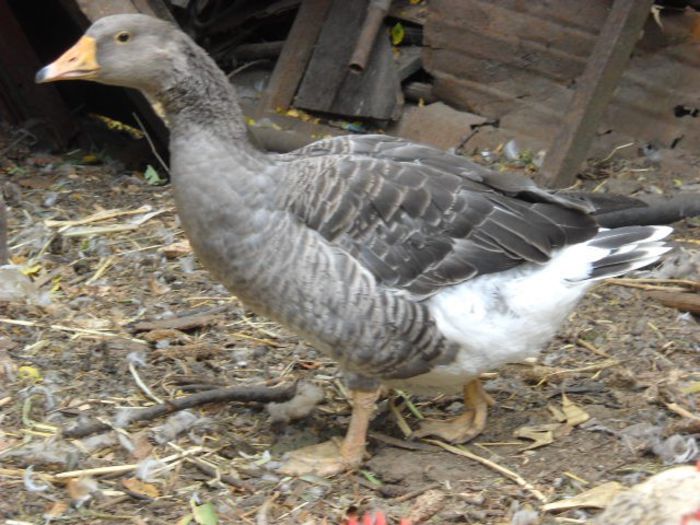 identificare 1 - achizitie boboci de gasca