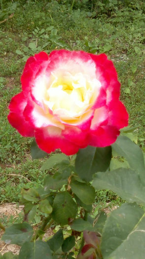 16.07.2013 483 - trandafiri 2013a doua inflorire