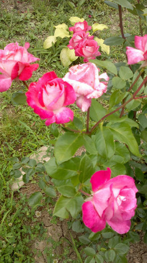 16.07.2013 489 - trandafiri 2013a doua inflorire