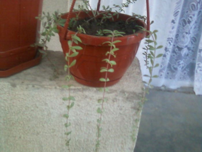 Fotografie-0161 - flori de interior 2013