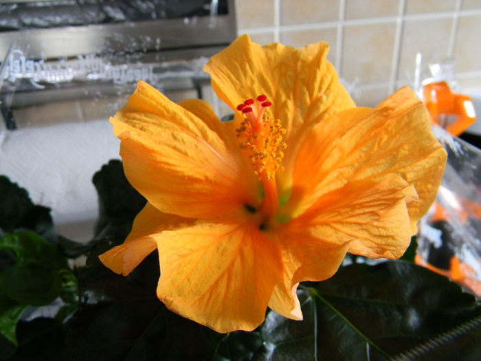DSCN6967; HIBISCUS ROSA - SINENSIS ORANGE SINGLE FLOWER
TRANDAFIR JAPONEZ PORTOCALIU INTENS FLOARE MARE
