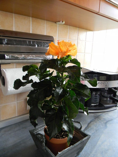 DSCN6970; HIBISCUS ROSA SINENSIS ORANGE SINGLE FLOWER
TRANDAFIR JAPONEZ PORTOCALIU INTENS FLOARE MARE
