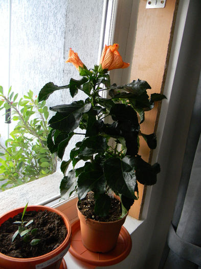 DSCN6986; HIBISCUS ROSA SINENSIS ORANGE SINGLE FLOWER
TRANDAFIR JAPONEZ PORTOCALIU INTENS FLOARE MARE
