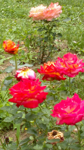 16.07.2013 509 - trandafiri 2013a doua inflorire