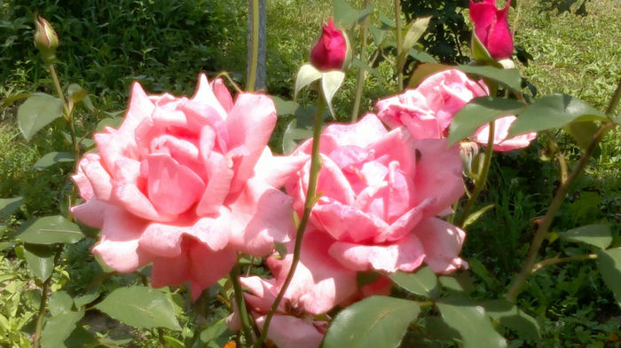 16.07.2013 450 - trandafiri 2013a doua inflorire