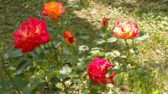 16.07.2013 447 - trandafiri 2013a doua inflorire