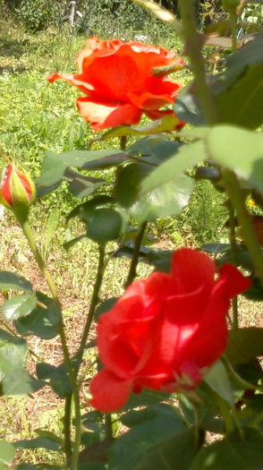 16.07.2013 453 - trandafiri 2013a doua inflorire