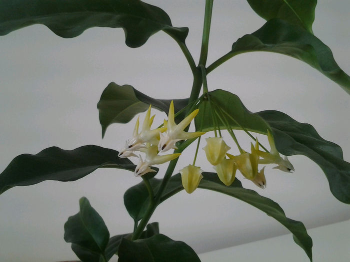 20130826_162144-1702276547 - Hoya Multiflora