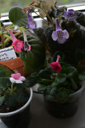 DSC_2945 - aaaa Sinningii 2013