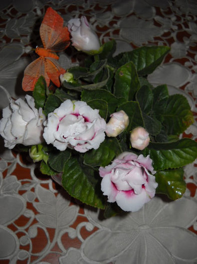 Trandafirasi alb cu mijloc roz 25.08.013 - 1GLOXINIA- 2013