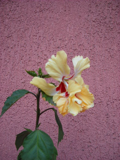 El.cap. yellow-25.08.013