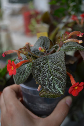 DSC_2934 - aaaaa Episcia 2013