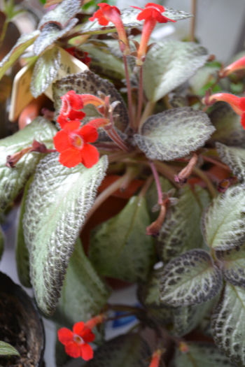 DSC_2931 - aaaaa Episcia 2013