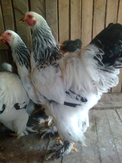 Fotografie0444 - BRAHMA HERMINAT DESCHIS 2013