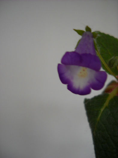 Multumesc    !!! - 1GLOXINIA- 2013