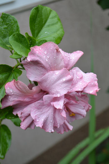 DSC_2952 - aaa-Hibiscus 2013