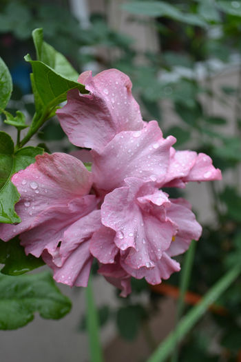 DSC_2953 - aaa-Hibiscus 2013