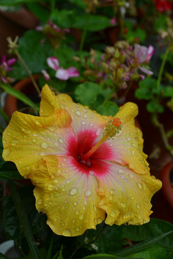 DSC_2961 - aaa-Hibiscus 2013
