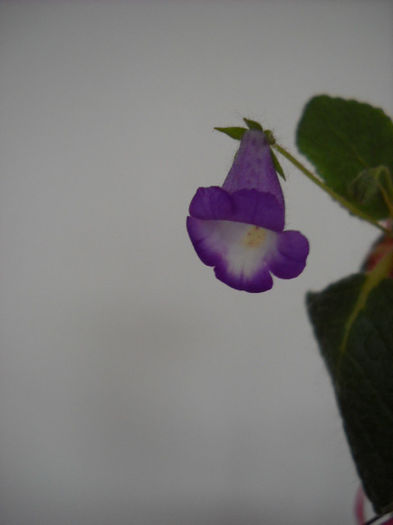 25.08.013 - 1GLOXINIA- 2013
