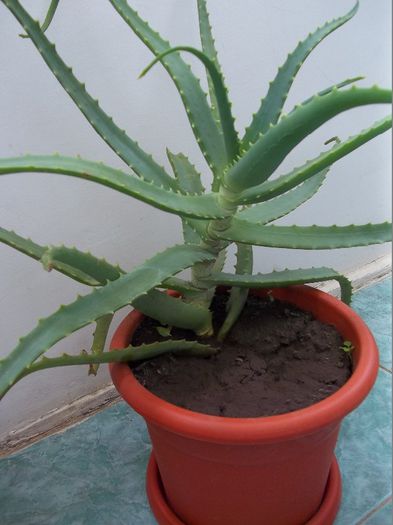 Aloe Vera -vandut - Aloe Vera