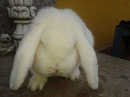 Mascul Marele Berbec Alb