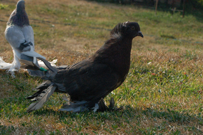  - PUI 2013