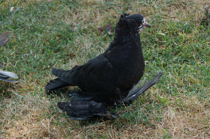  - PUI 2013