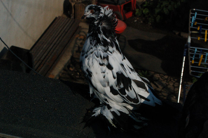  - PUI 2013