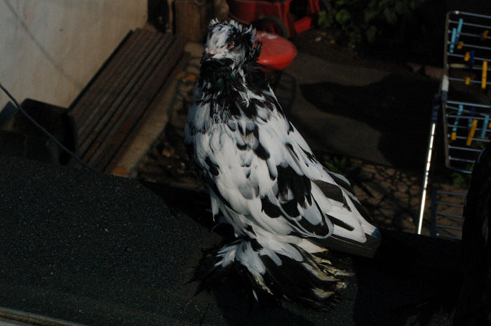  - PUI 2013